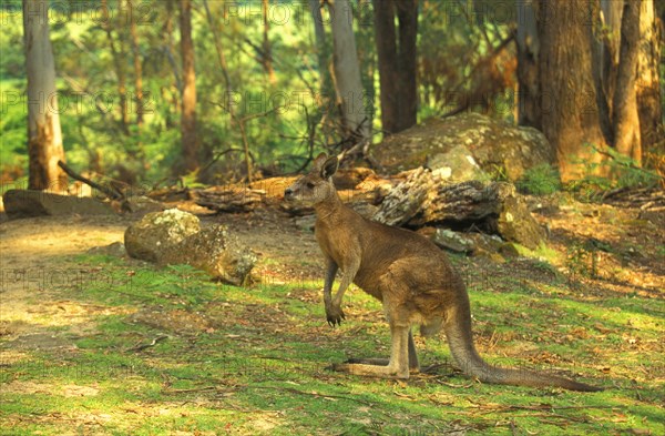 Eastern Grey Kangaroo