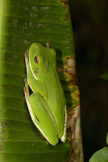 White-lipped Treefrog