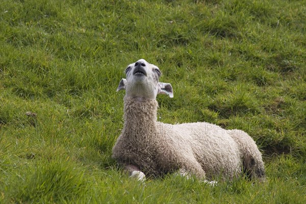 Domestic sheep