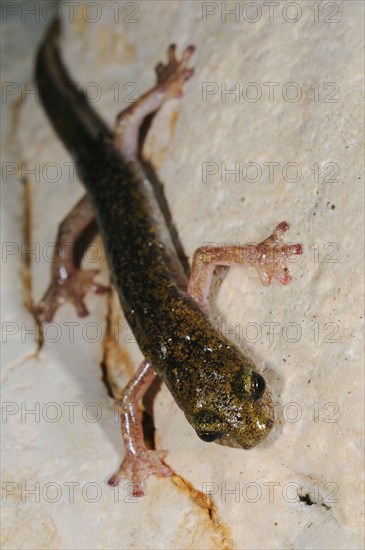 Sopramonte Cave Salamander