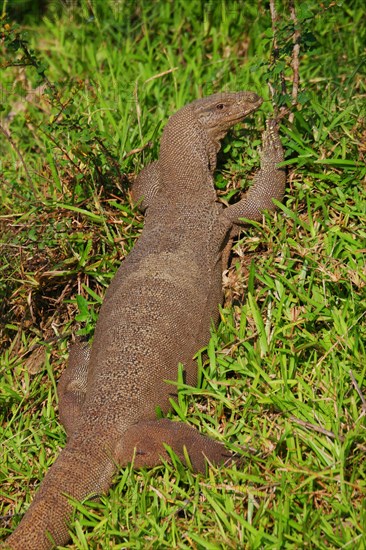 Bengal monitor