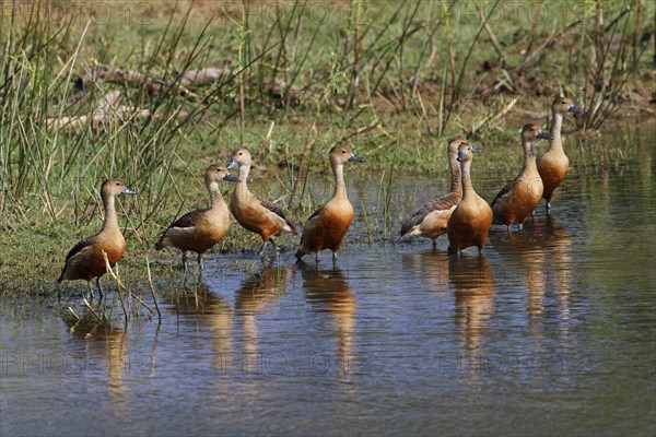 Lesser whistling duck