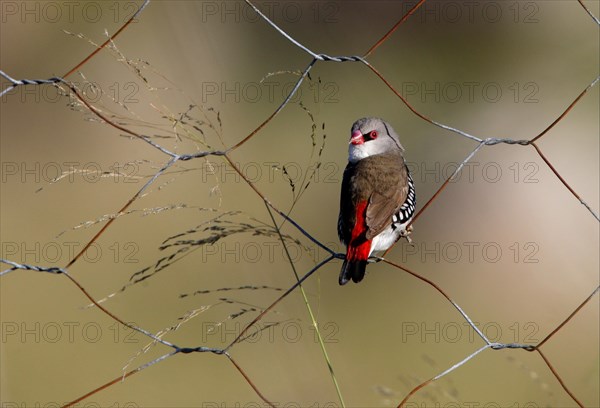 Diamond Firetail