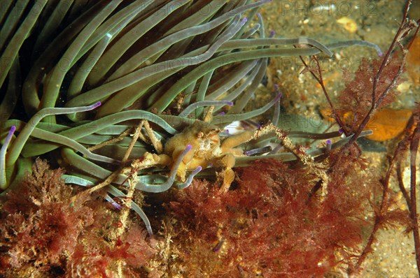 Long-legged spider crab