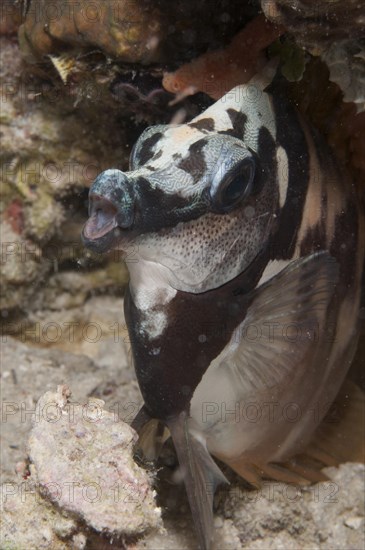 Moorish idols