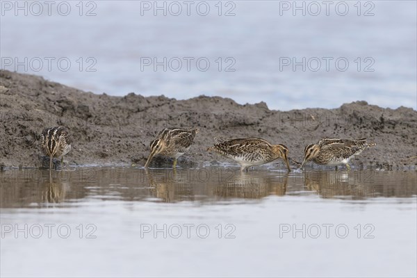 Common snipe