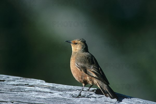 Rusty treecreeper