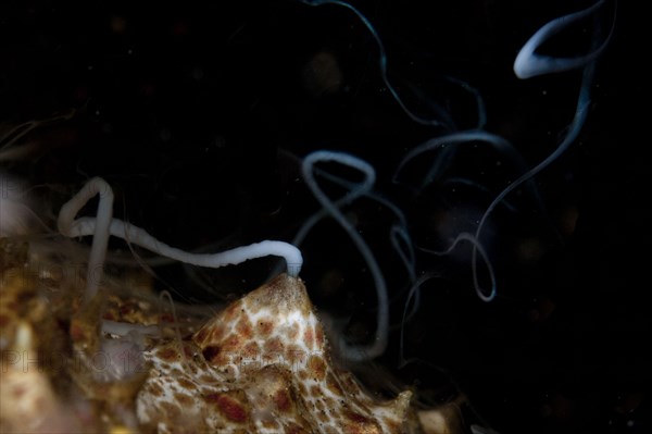 Amberjack giant sea cucumber