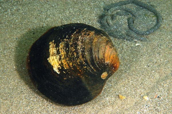 Ocean quahog