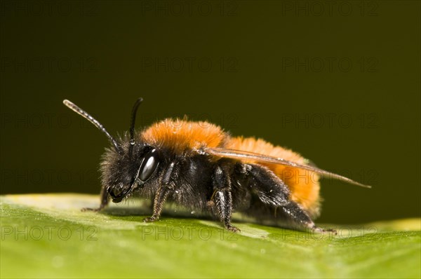 Tawny Mining Bee