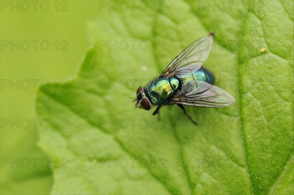 Emperor gold fly