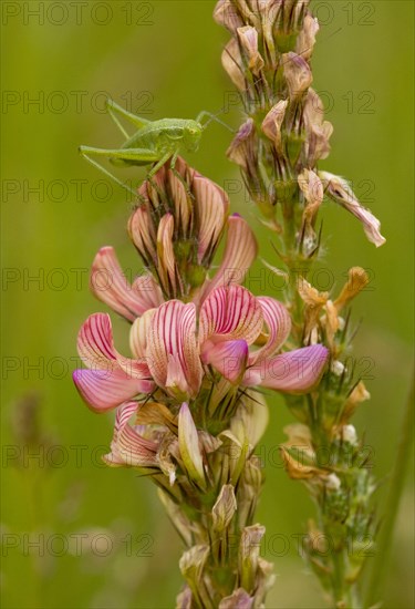 Sainfoin