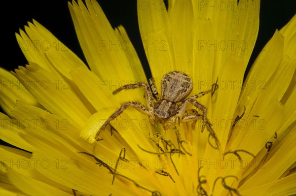 Brown crab spider