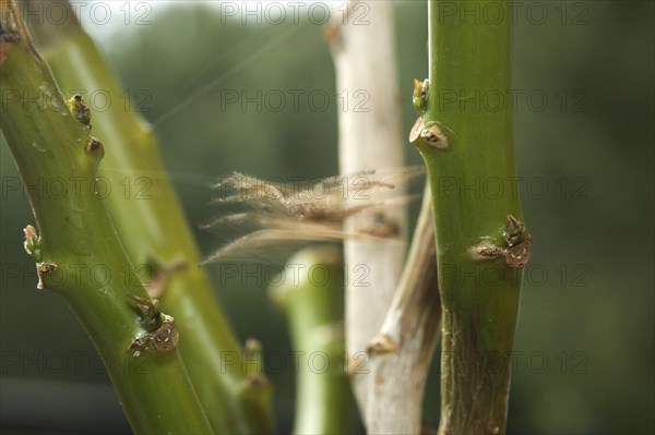 Heavy jumping spider