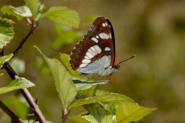 Southern White Admiral