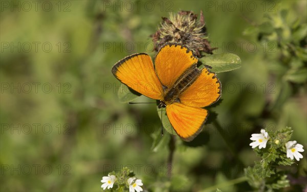 Gossamer winged butterfly