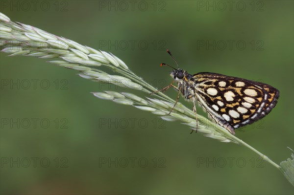 Great checkered large chequered skipper