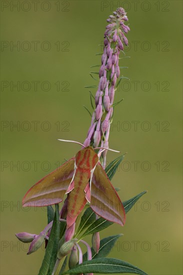 Adult elephant hawk-moth