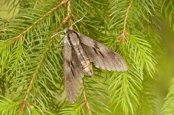Pine hawk-moth
