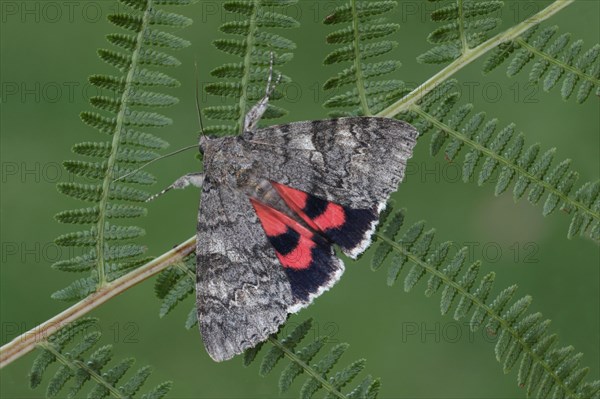 Red Underwing