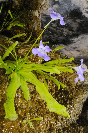 Long-leaved Butterwort