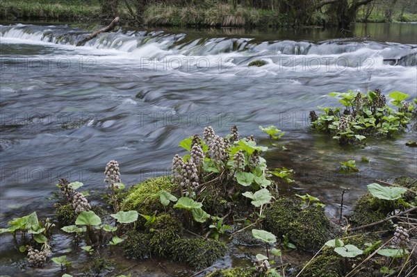 Butterbur