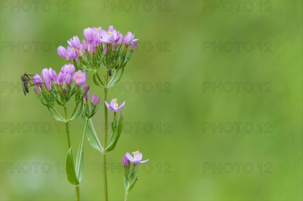 Common centaurium pulchellum