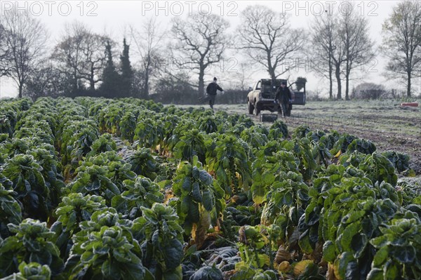 Brussels Sprout