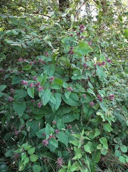 Lesser burdock