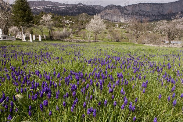 Muscari racemosum