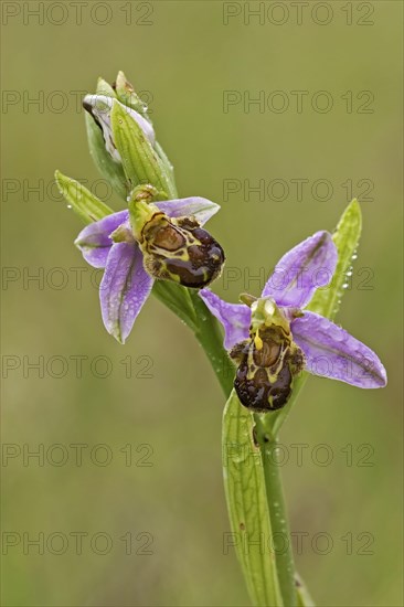 Bee orchid