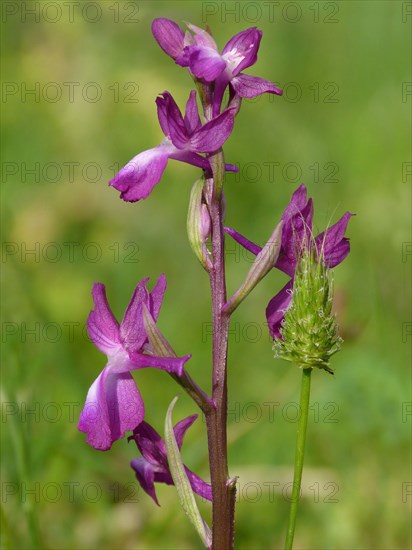 Loose-flowered Orchid