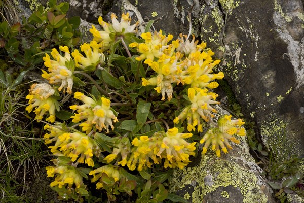 Kidney-vetch