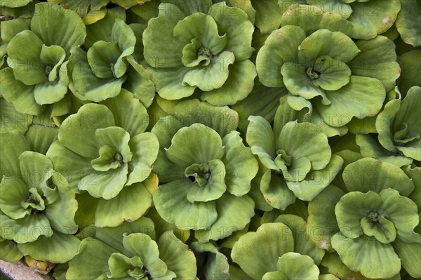 Water lettuce