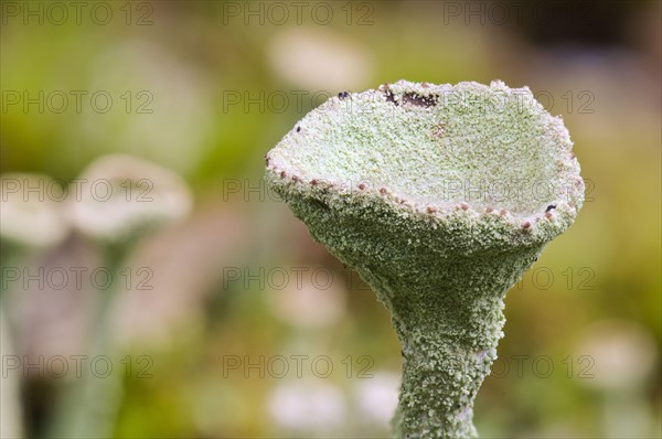 Cup Lichen