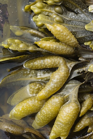 Bladder wrack