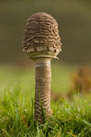 Parasol Mushroom