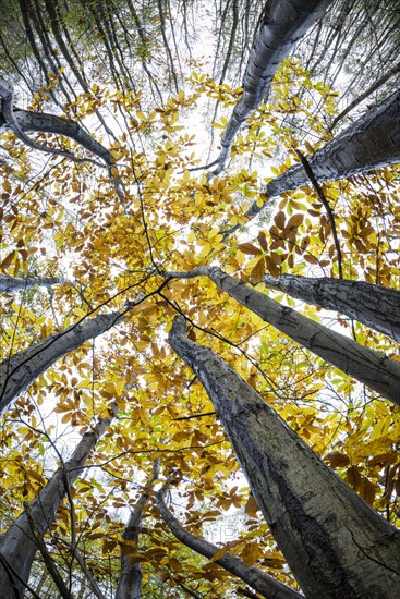 Tree trunks and canopy of chestnut