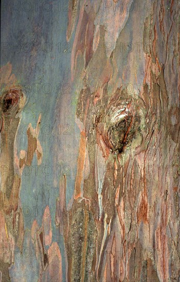 Cider Gum Eucalyptus