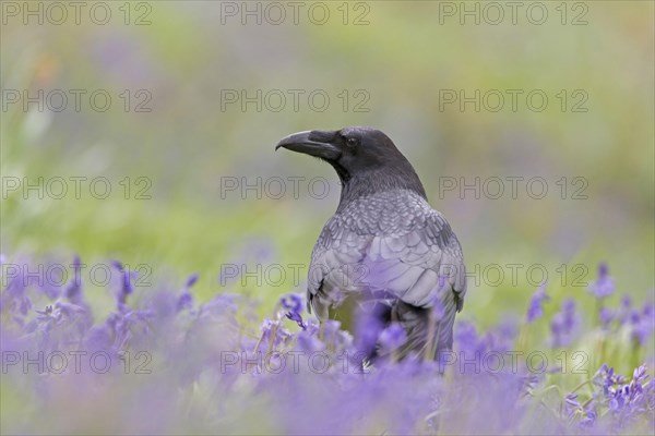 Common raven