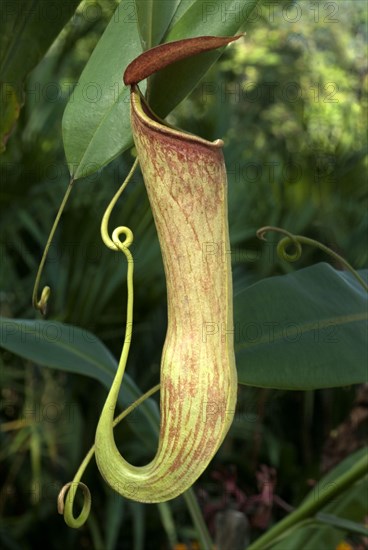 Pitcher plant