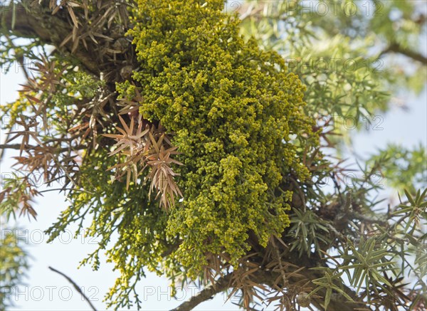 Juniper Dwarf Mistletoe