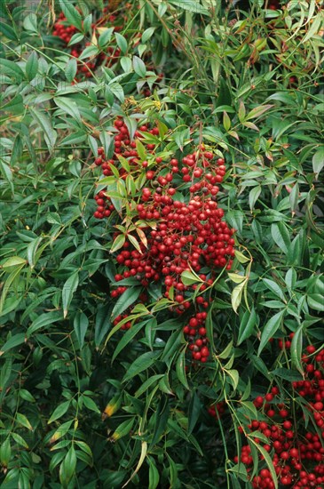 Nandina