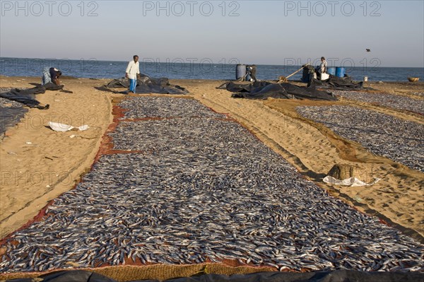 Fish drying in the sun in Negombo