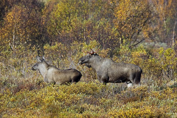 Elk