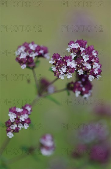 (Origanum vulgare)