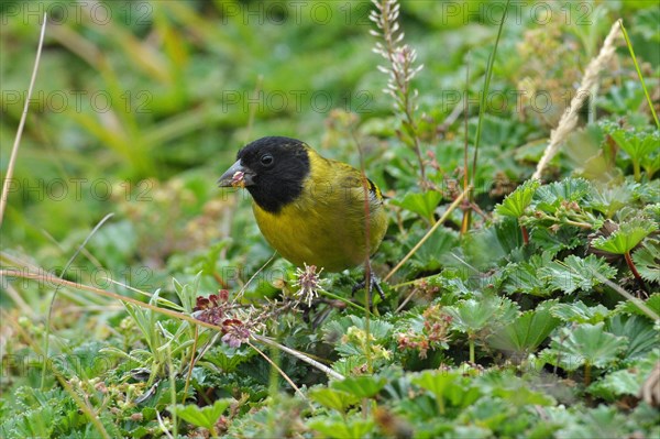 Magellanic Siskin