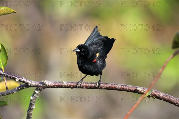 Red-winged blackbird