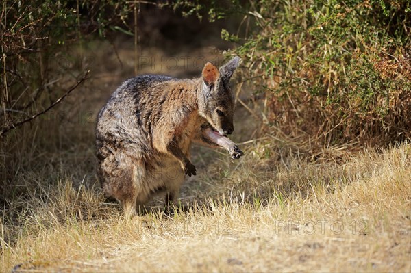 Tammar wallaby