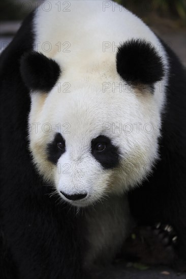 Giant panda